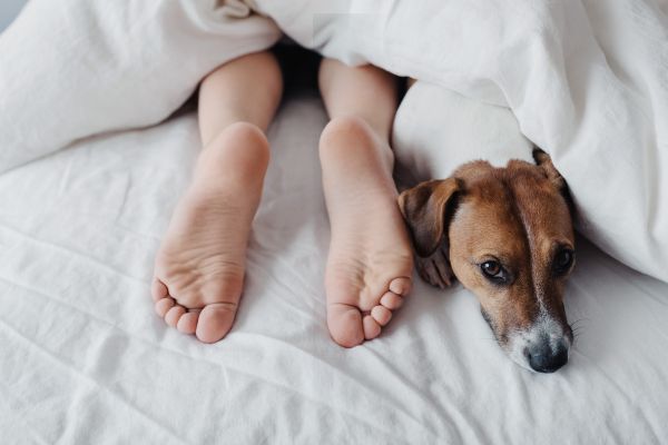 愛犬が足元で寝るのはなぜ？犬の心理状態や足元で寝る理由を解説【ドッグトレーナー監修】