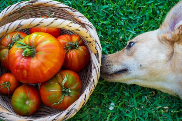 かごに入ったトマトの匂いを嗅ぐ犬