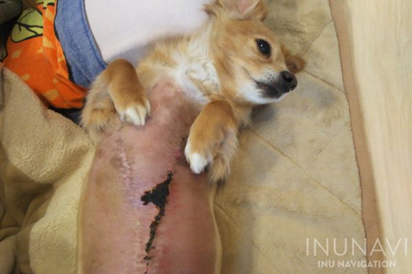 【獣医監修】犬の皮膚にかさぶたができたのはなぜ？取ってもいい？原因や対処法を解説