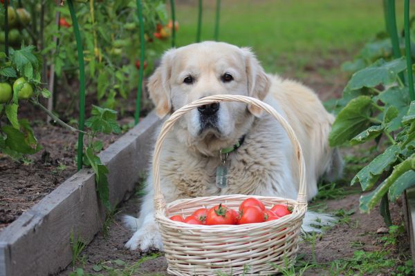 トマトの収穫を手伝うゴールデンレトリバー