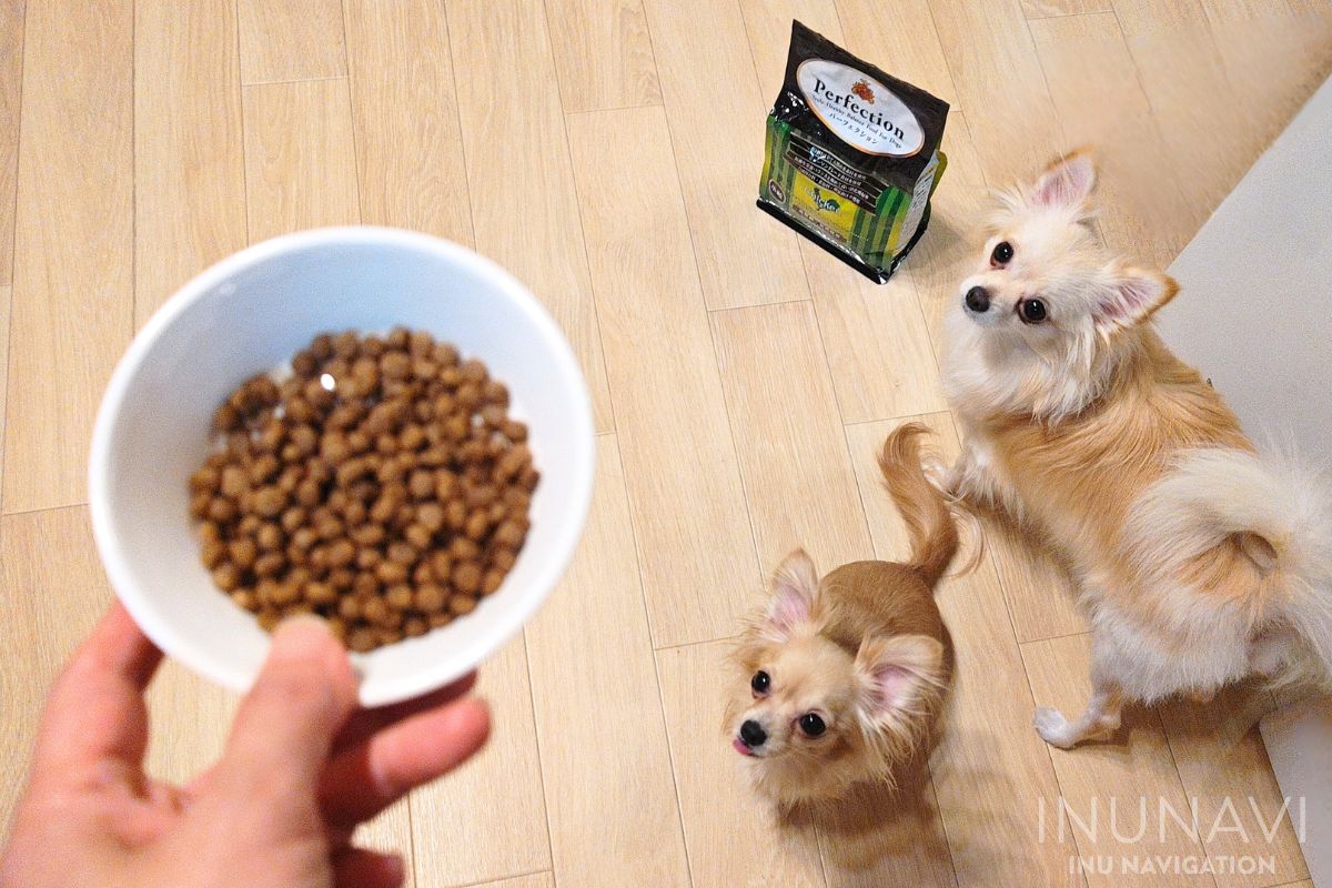 パーフェクションが入った器を見る愛犬たち