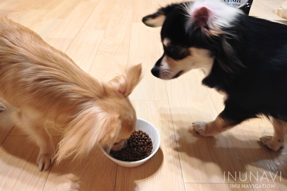 パーフェクションを食べる愛犬 (3)