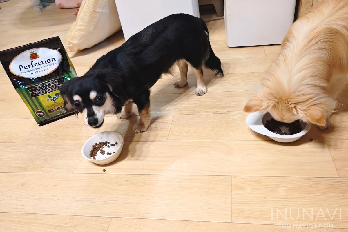 パーフェクションを食べる愛犬 (7)