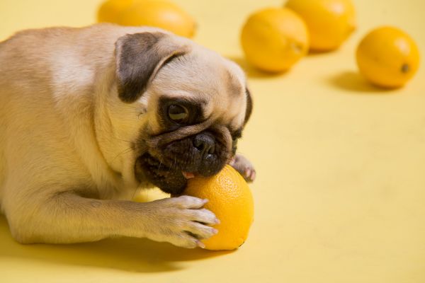レモンを食べる犬