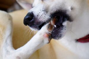 愛犬が自分の足を噛む理由｜原因や対策、動物病院を受診する目安は？