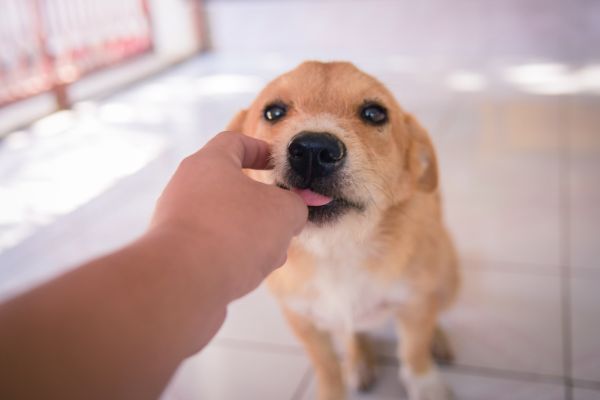 指先を舐める犬