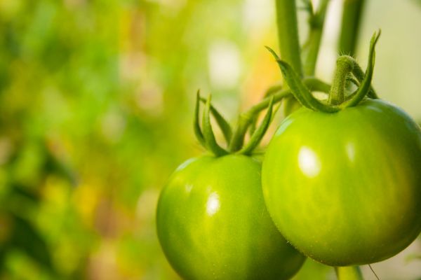 未熟な緑色のトマト