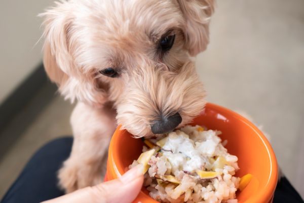 白米入のフードを食べる犬