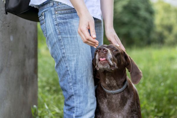 飼い主の手の匂いを確認する犬