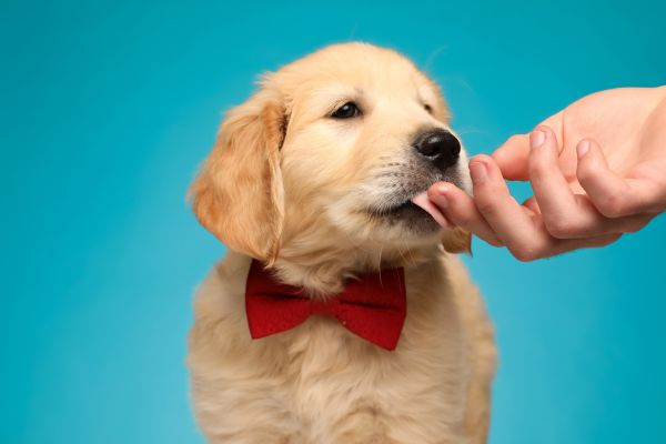 飼い主の手を舐めるゴールデンレトリバーの子犬