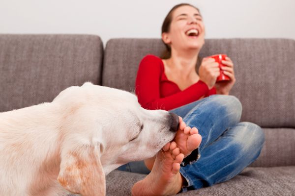 飼い主の足を舐める犬