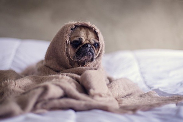 犬のくしゃみが連続で止まらない 原因は病気 寒いから 逆くしゃみについても解説 Inunavi いぬなび