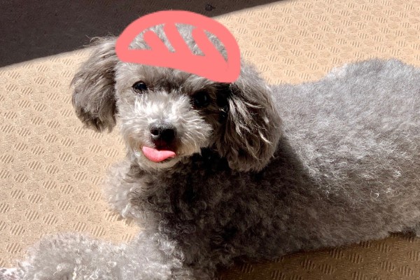 手作り歴9年元動物看護師が教える 犬の簡単作り置きごはん Inunavi いぬなび