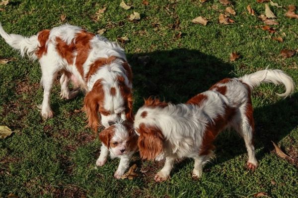 犬用サプリメントの選び方　年齢別　キャバリアの子犬と成犬