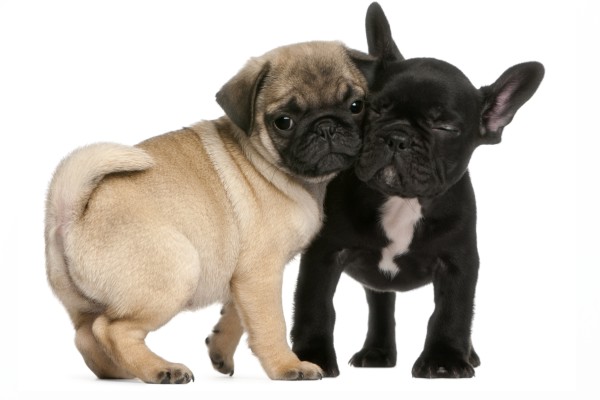 パグとフレンチフルドッグ　食物アレルギーや皮膚病にかかりやすい犬種