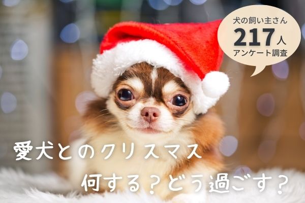 愛犬とのクリスマスは「家でクリスマスをする」が145人と最多！愛犬用ケーキを用意する飼い主さんも！【飼い主217人アンケート】