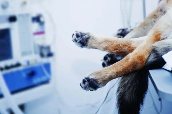 獣医師監修 犬の去勢手術を徹底解説 費用やリスク メリットは Inunavi いぬなび