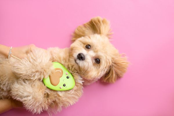 おもちゃのアボカドを抱えている小型犬