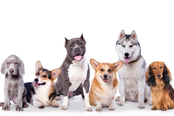 様々な種類の犬が並んでいる画像