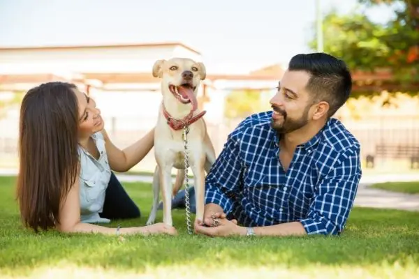 犬の便秘の解消法や原因を解説 何日便が出ないと危険 獣医執筆 Inunavi いぬなび