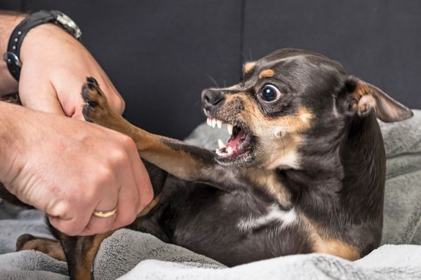 飼い犬に手を噛まれるのイメージ画像