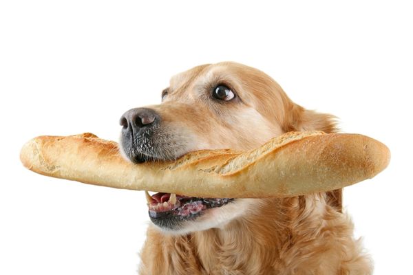 犬とパン