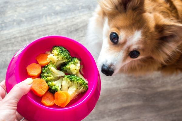 【獣医師監修】犬が食べていいもの一覧！野菜・果物・肉類など与えるメリットと注意点