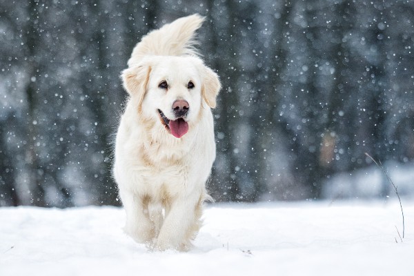 雪の中にいる犬