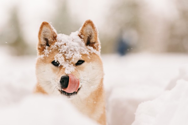 雪の中にいる柴犬
