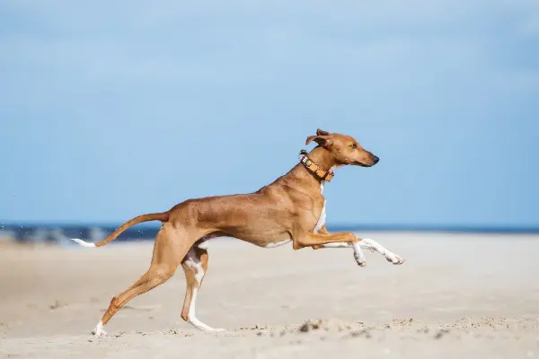 犬界最速 グレーハウンドって知ってる 特徴や性格を紹介 ライオンより早い 優しくて穏やか Inunavi いぬなび