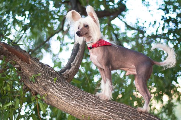 頼むと頼まれては犬も木へ登るのイメージ画像