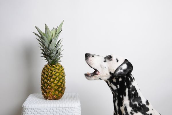 犬とパイナップル
