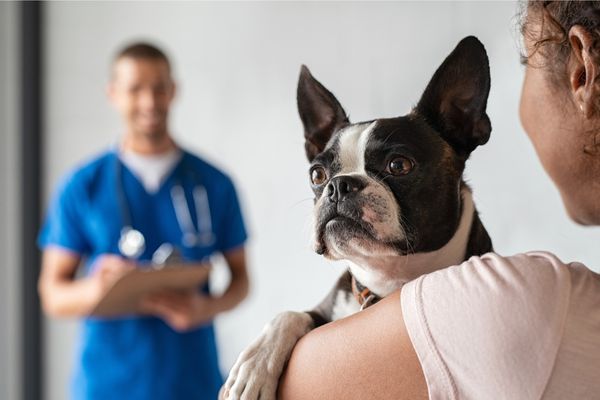 動物病院を受診する犬