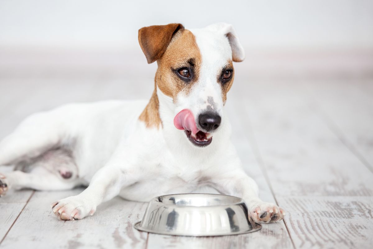 犬がはちみつを食べるメリット