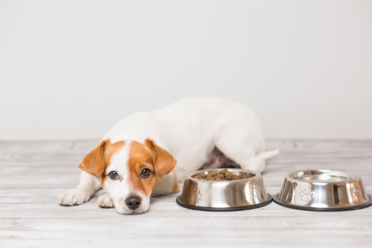 食欲不振の犬