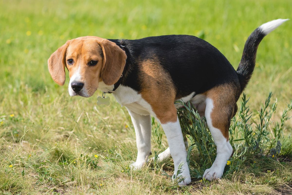 排便する犬