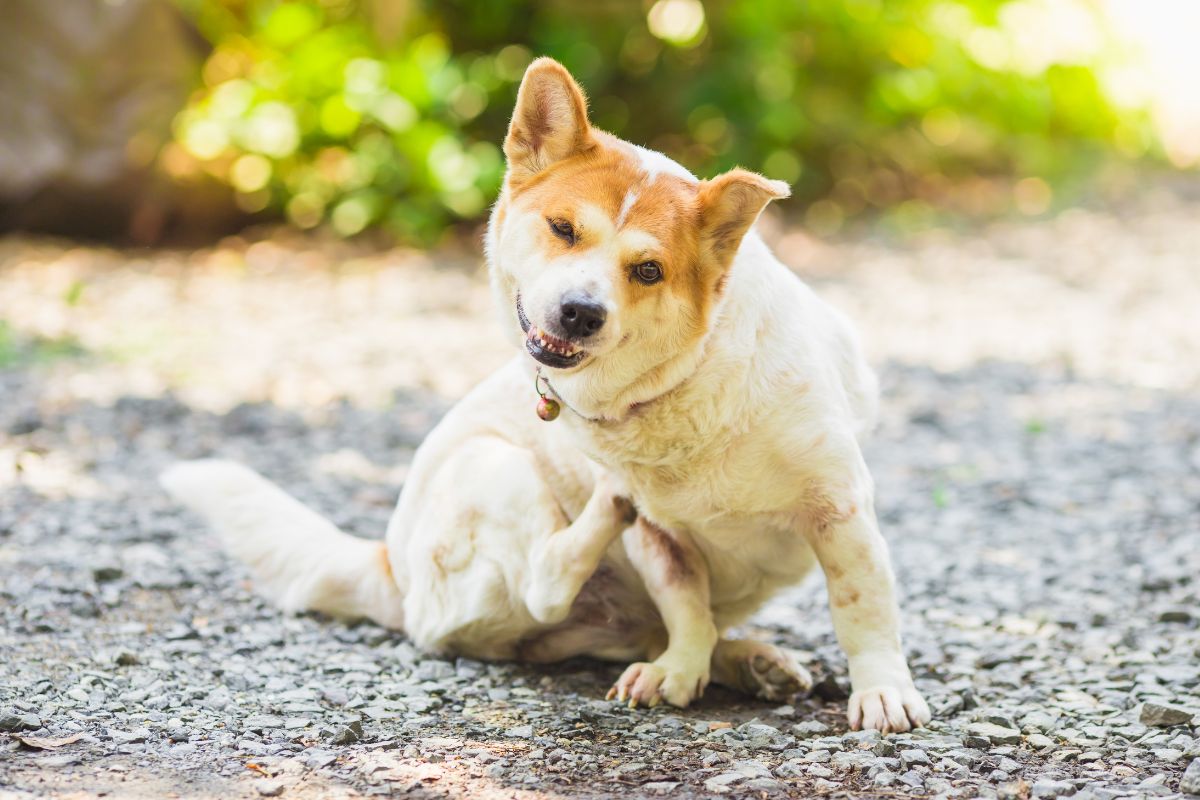 かゆい犬アレルギー