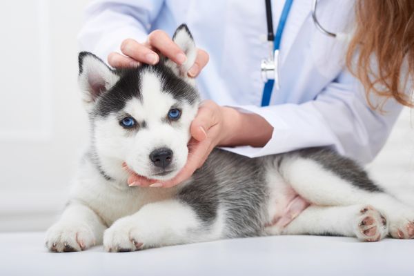 病院の診察を受けるシベリアンハスキーの子犬