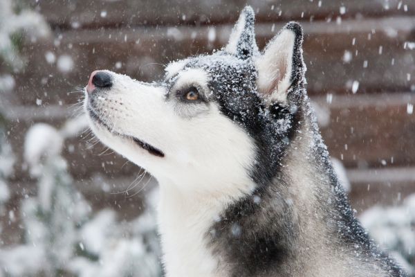 長生きと言える犬種ではないが、大型犬のなかでは特別短命ではない｜雪を見つめるシベリアンハスキー